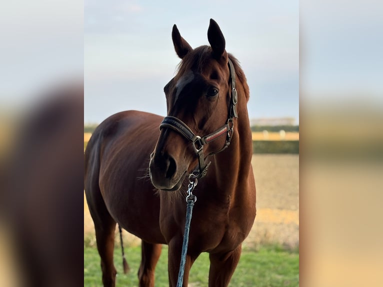 Caballo de deporte irlandés Yegua 11 años 167 cm Alazán in Philippine