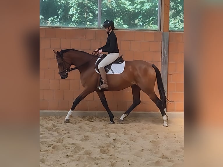 Caballo de deporte irlandés Yegua 11 años 168 cm Castaño in Lage