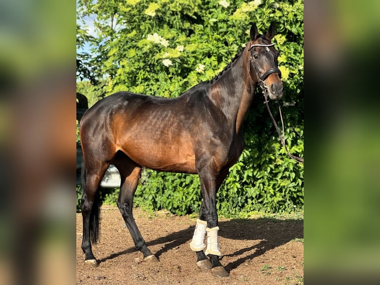 Caballo de deporte irlandés Yegua 11 años 169 cm Castaño in Sch&#xF6;ppenstedt