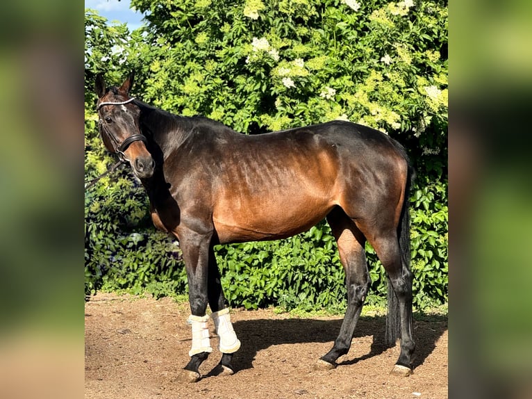 Caballo de deporte irlandés Yegua 11 años 169 cm Castaño in Sch&#xF6;ppenstedt