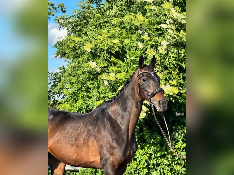 Caballo de deporte irlandés Yegua 11 años 169 cm Castaño in Sch&#xF6;ppenstedt