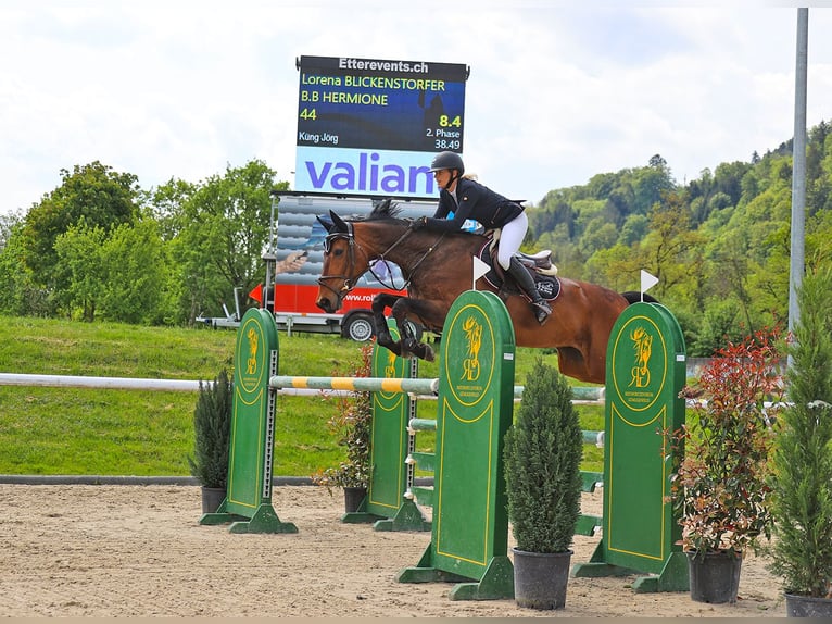 Caballo de deporte irlandés Yegua 11 años 172 cm Castaño in Bourbonne les bains