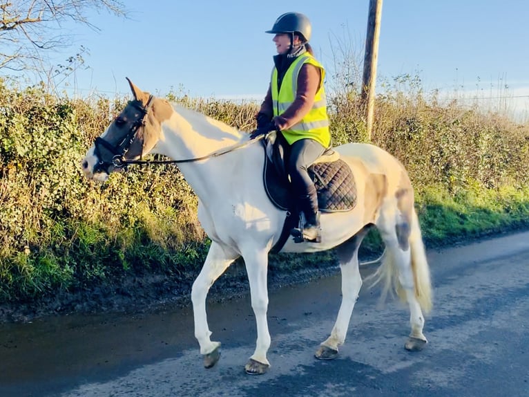 Caballo de deporte irlandés Mestizo Yegua 12 años 155 cm Pío in Mountrath