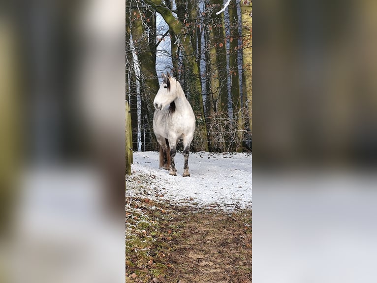 Caballo de deporte irlandés Yegua 12 años 157 cm Tordo rodado in Stelle - Niedersachsen