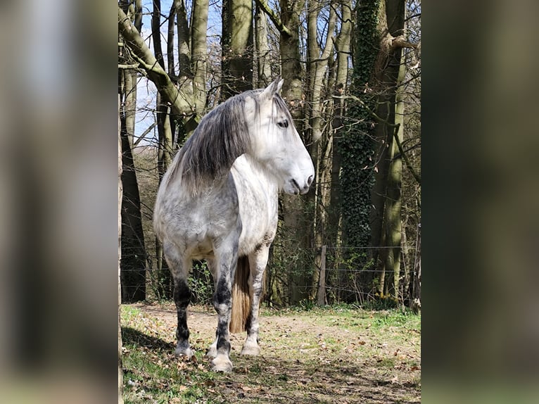 Caballo de deporte irlandés Yegua 12 años 157 cm Tordo rodado in Stelle
