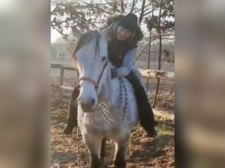 Caballo de deporte irlandés Yegua 12 años 157 cm Tordo rodado in Stelle