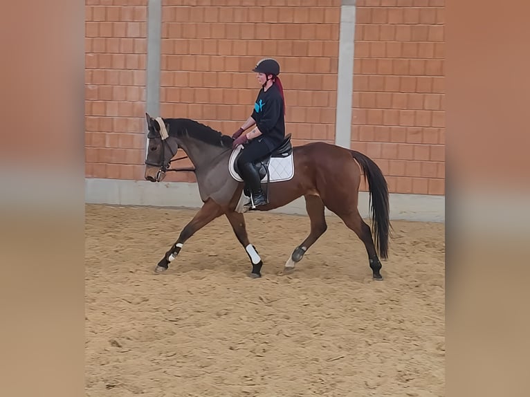 Caballo de deporte irlandés Yegua 12 años 160 cm Castaño in Lage