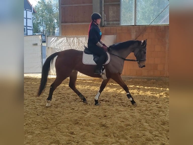 Caballo de deporte irlandés Yegua 12 años 160 cm Castaño in Lage