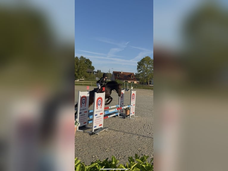 Caballo de deporte irlandés Yegua 12 años 160 cm Castaño oscuro in Mortery