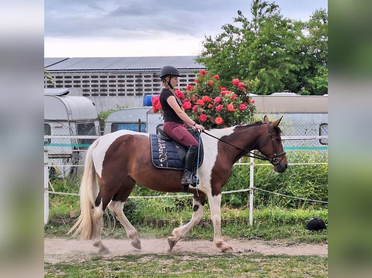 Caballo de deporte irlandés Mestizo Yegua 12 años 163 cm Pío in Wei&#xDF;enthurm