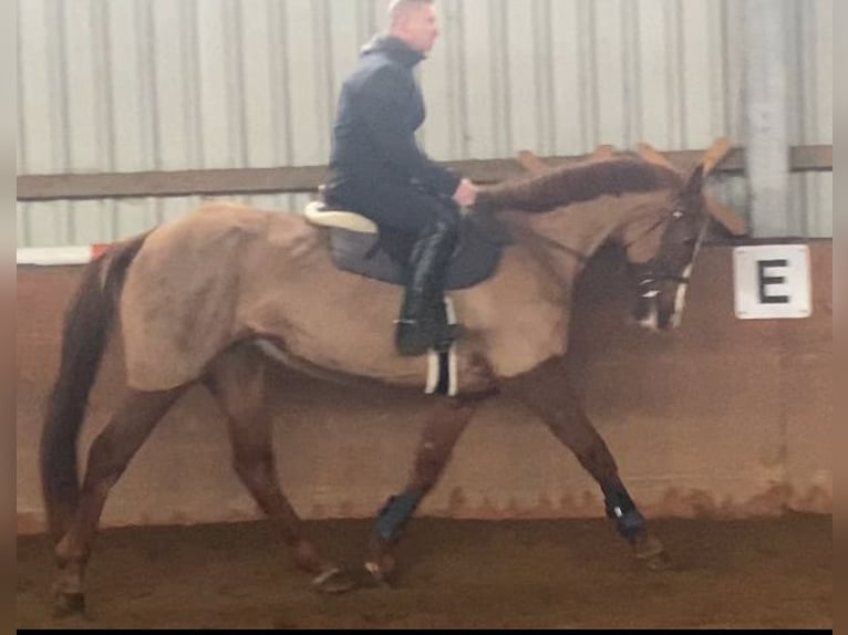 Caballo de deporte irlandés Yegua 12 años 164 cm Alazán in Elze