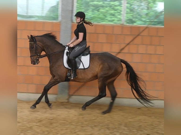 Caballo de deporte irlandés Yegua 12 años 165 cm Castaño in Lage