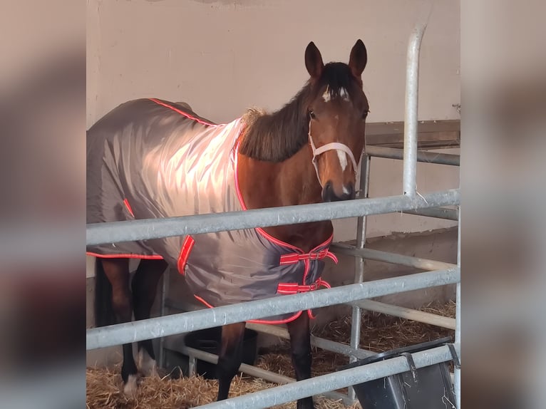 Caballo de deporte irlandés Yegua 12 años 165 cm Castaño in Lage