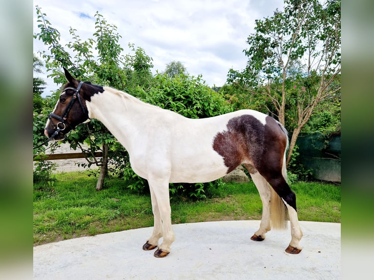 Caballo de deporte irlandés Yegua 12 años 165 cm Pío in Gummern