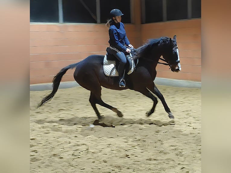 Caballo de deporte irlandés Yegua 12 años 166 cm Castaño oscuro in Lage
