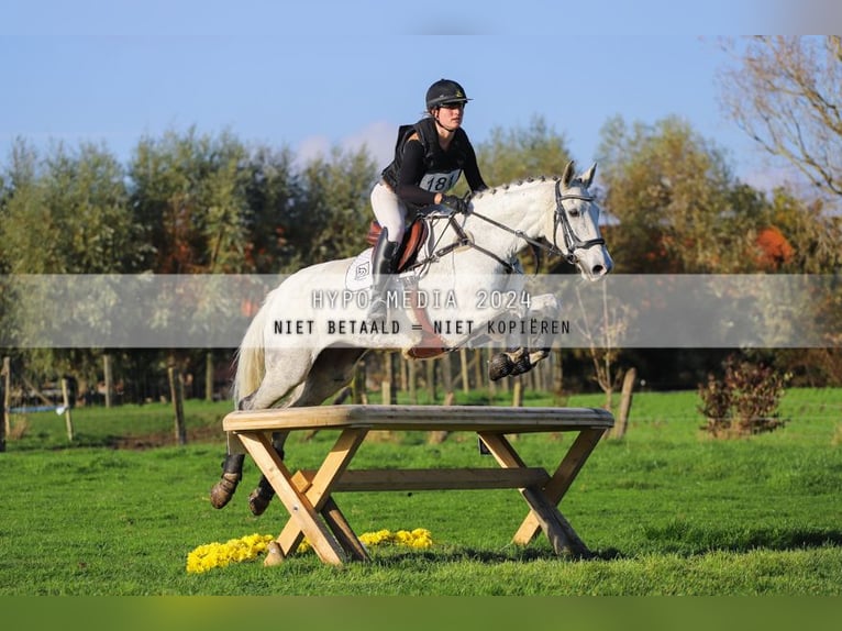 Caballo de deporte irlandés Yegua 12 años 167 cm Tordo in Harelbeke