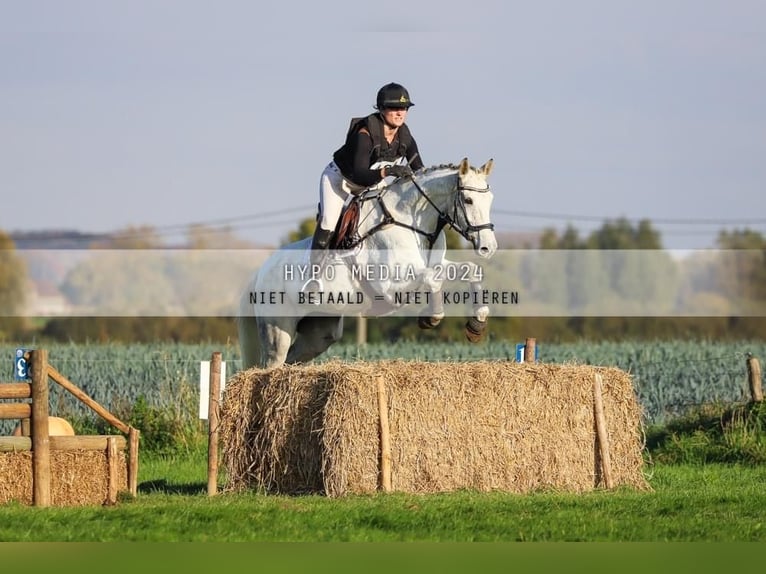 Caballo de deporte irlandés Yegua 12 años 167 cm Tordo in Harelbeke