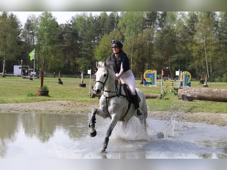 Caballo de deporte irlandés Yegua 12 años 167 cm Tordo in Harelbeke