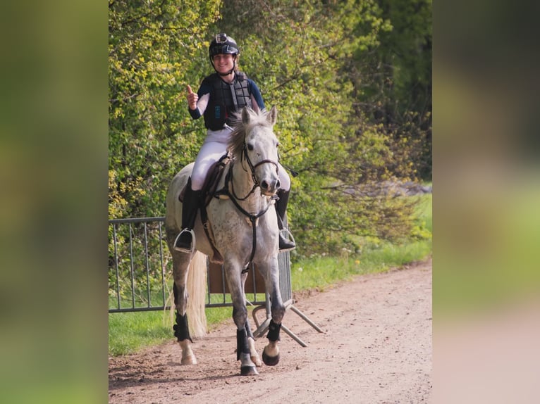 Caballo de deporte irlandés Yegua 12 años 167 cm Tordo in Harelbeke