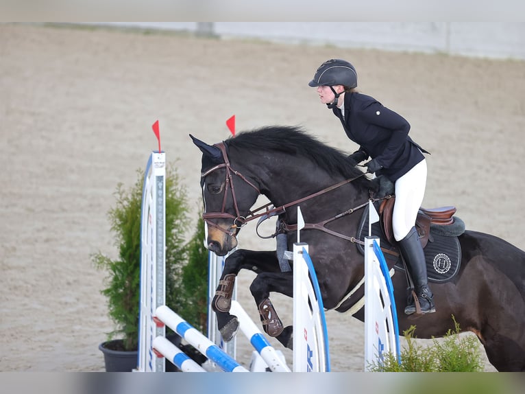 Caballo de deporte irlandés Yegua 12 años 168 cm Morcillo in Reichenburg