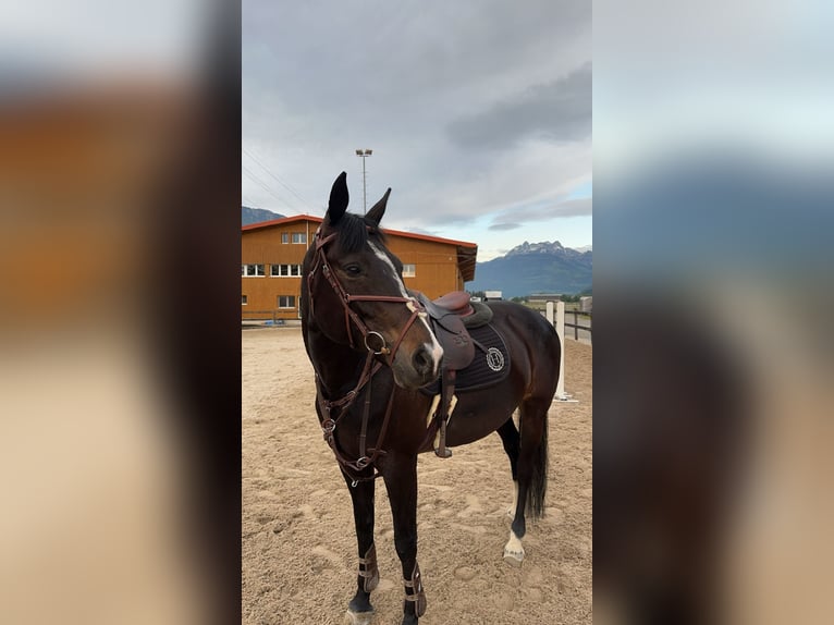 Caballo de deporte irlandés Yegua 12 años 168 cm Morcillo in Reichenburg