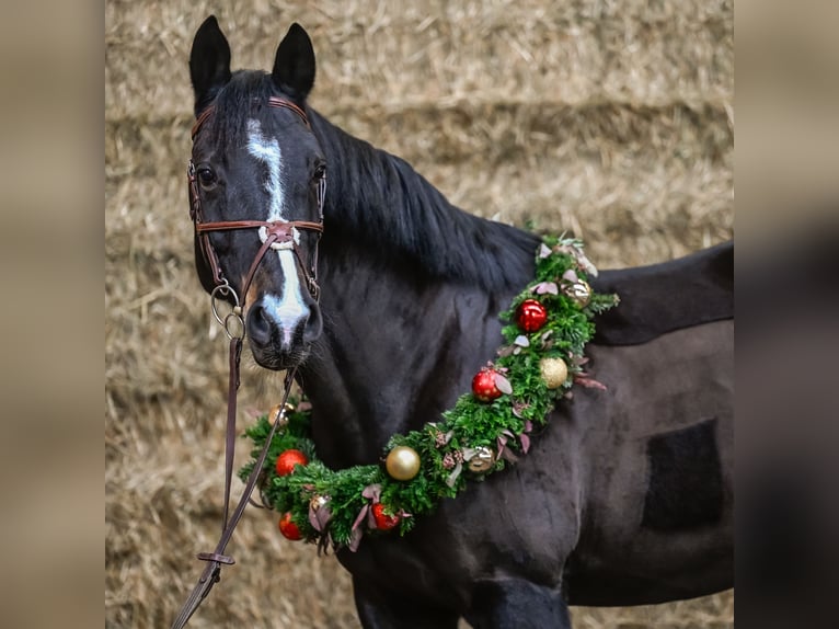 Caballo de deporte irlandés Yegua 12 años 168 cm Morcillo in Reichenburg