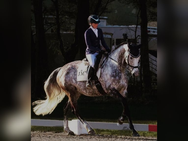 Caballo de deporte irlandés Yegua 12 años 174 cm Tordo in Bredebro