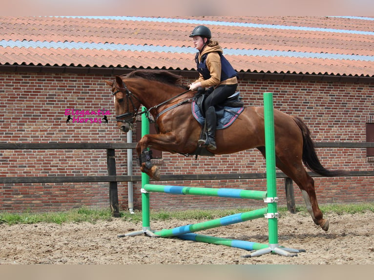 Caballo de deporte irlandés Mestizo Yegua 12 años Alazán-tostado in wijk en aalburg