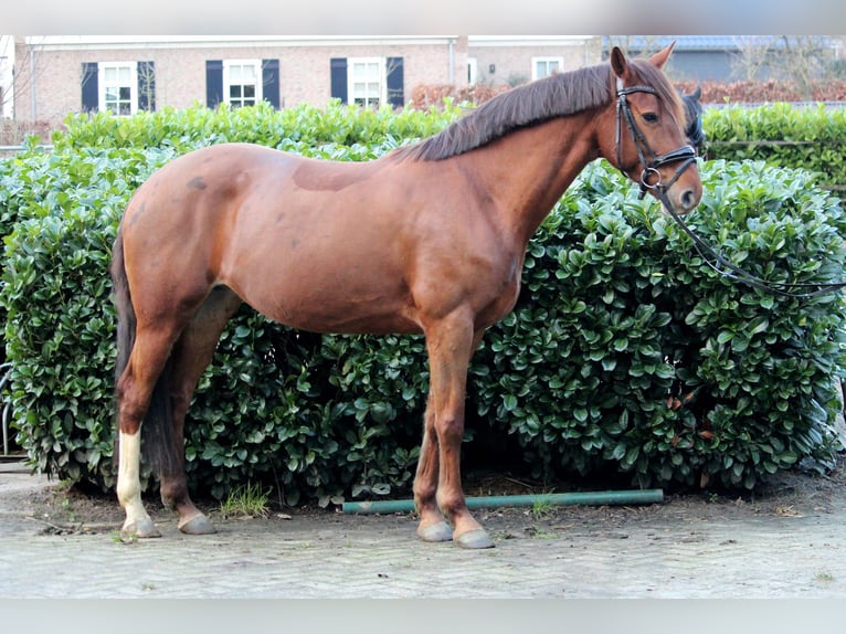 Caballo de deporte irlandés Mestizo Yegua 12 años Alazán-tostado in wijk en aalburg