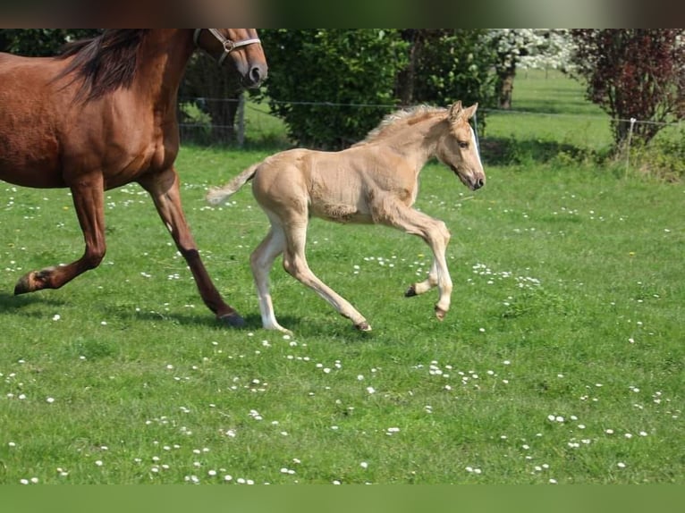 Caballo de deporte irlandés Mestizo Yegua 12 años Alazán-tostado in wijk en aalburg