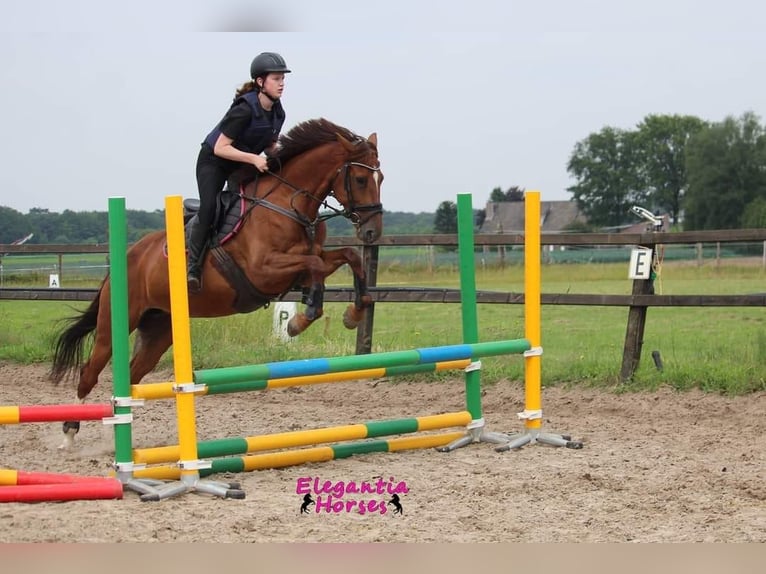 Caballo de deporte irlandés Mestizo Yegua 12 años Alazán-tostado in wijk en aalburg