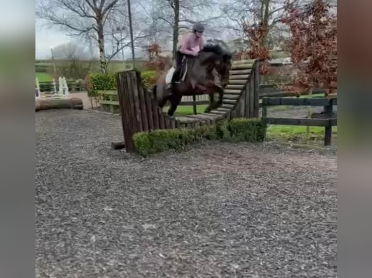 Caballo de deporte irlandés Yegua 13 años 152 cm Castaño rojizo in Stockport