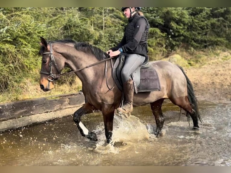 Caballo de deporte irlandés Yegua 13 años 152 cm Castaño rojizo in Stockport