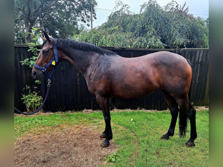 Caballo de deporte irlandés Yegua 13 años 152 cm Castaño rojizo in Stockport