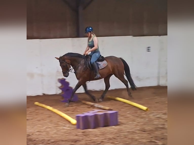 Caballo de deporte irlandés Yegua 13 años 152 cm Castaño rojizo in Stockport