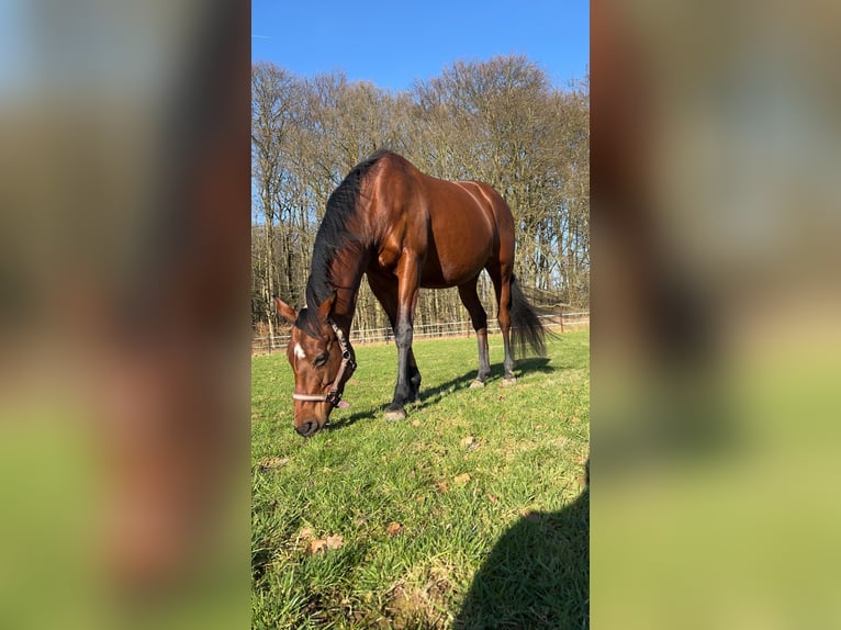 Caballo de deporte irlandés Yegua 13 años 160 cm Castaño in Hamburg