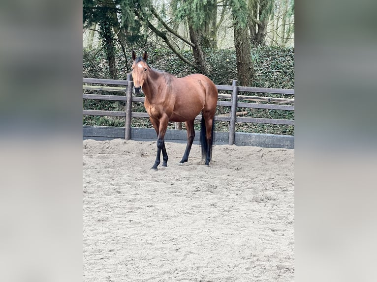 Caballo de deporte irlandés Yegua 13 años 160 cm Castaño in Hamburg