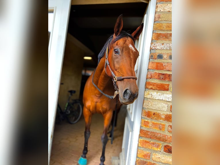 Caballo de deporte irlandés Yegua 13 años 160 cm Castaño in Hamburg