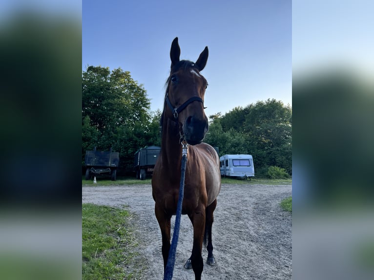 Caballo de deporte irlandés Yegua 13 años 160 cm Castaño in Hamburg