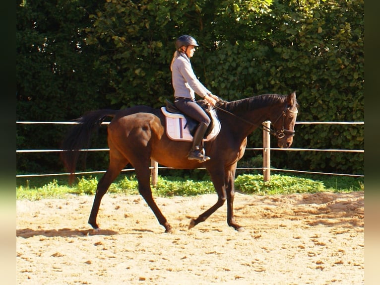 Caballo de deporte irlandés Yegua 13 años 161 cm Castaño in Velpke