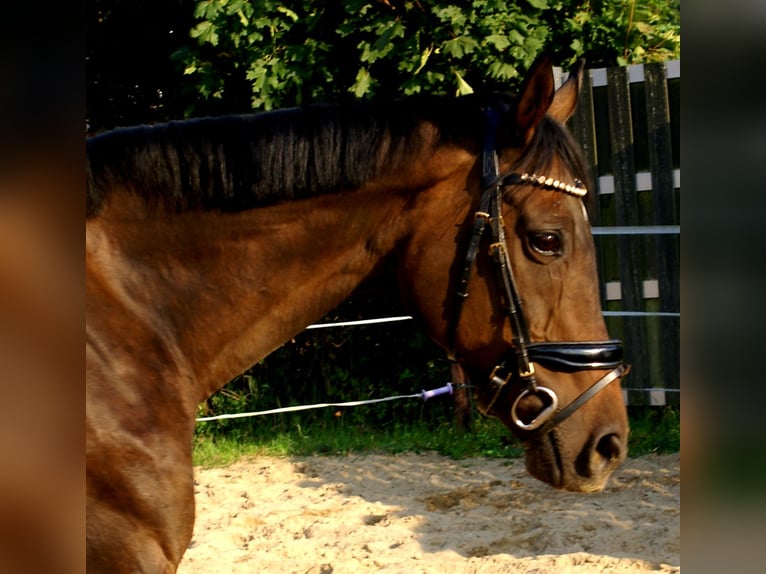 Caballo de deporte irlandés Yegua 13 años 161 cm Castaño in Velpke