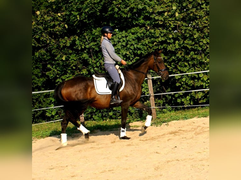 Caballo de deporte irlandés Yegua 13 años 161 cm Castaño oscuro in Velpke