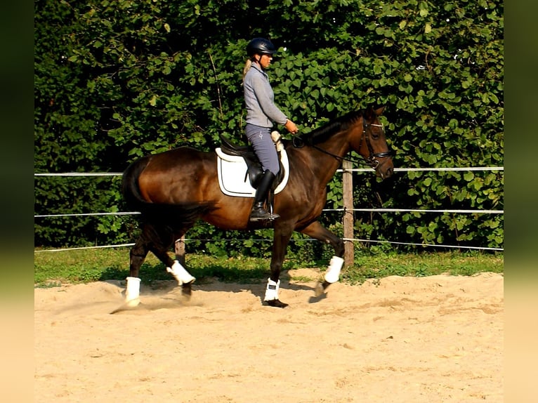 Caballo de deporte irlandés Yegua 13 años 161 cm Castaño oscuro in Velpke