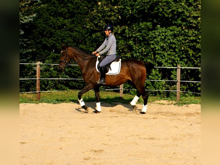 Caballo de deporte irlandés Yegua 13 años 161 cm Castaño oscuro in Velpke