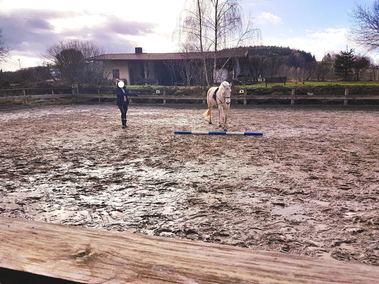 Caballo de deporte irlandés Yegua 13 años 168 cm Tordo picazo in Grattersdorf