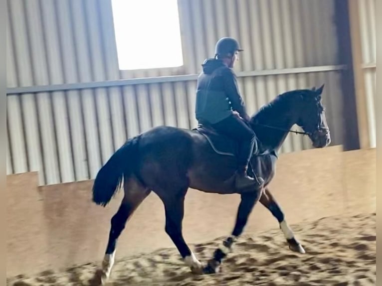 Caballo de deporte irlandés Yegua 13 años 175 cm Castaño rojizo in Sligo
