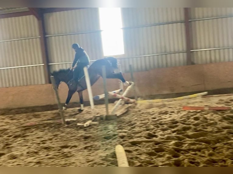 Caballo de deporte irlandés Yegua 13 años 175 cm Castaño rojizo in Sligo