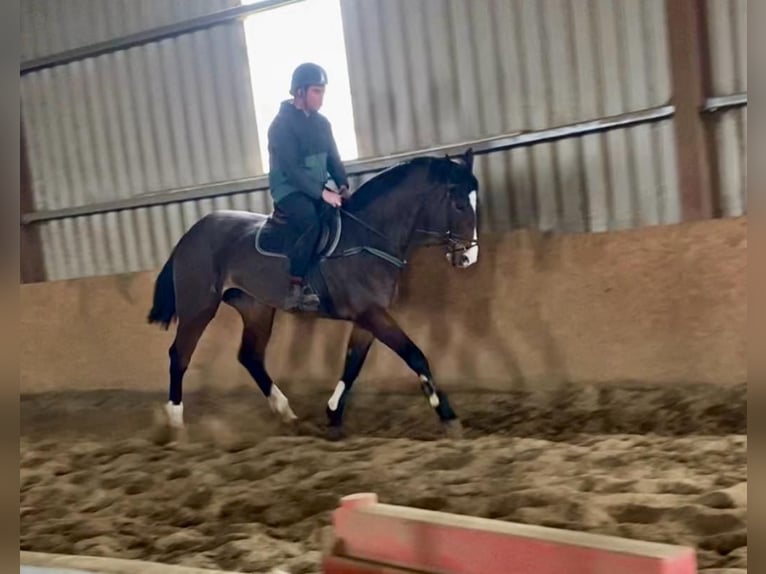 Caballo de deporte irlandés Yegua 13 años 175 cm Castaño rojizo in Sligo