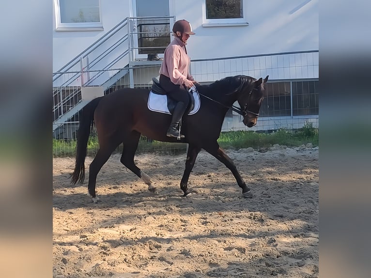 Caballo de deporte irlandés Yegua 14 años 162 cm Castaño in Lage