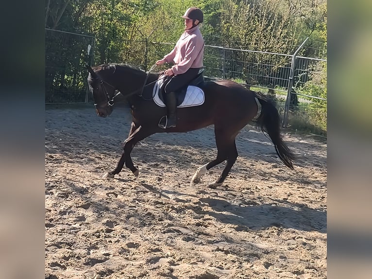 Caballo de deporte irlandés Yegua 14 años 162 cm Castaño in Lage